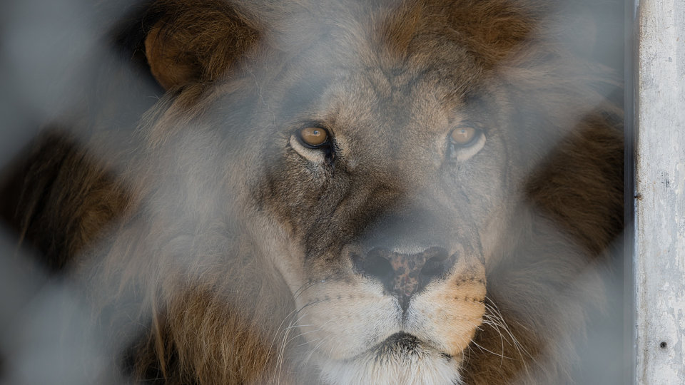 2019 lion habitat 0025 1